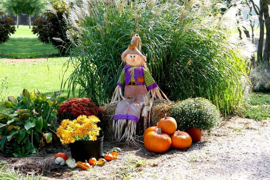 Декоративные тыквы в дизайне сада