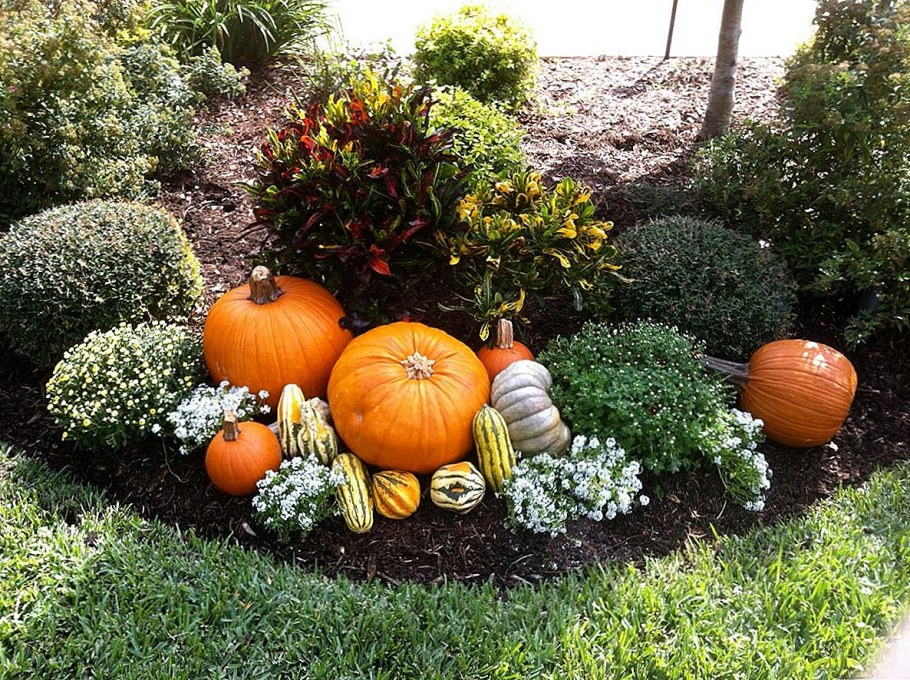 Декоративные тыквы в огороде