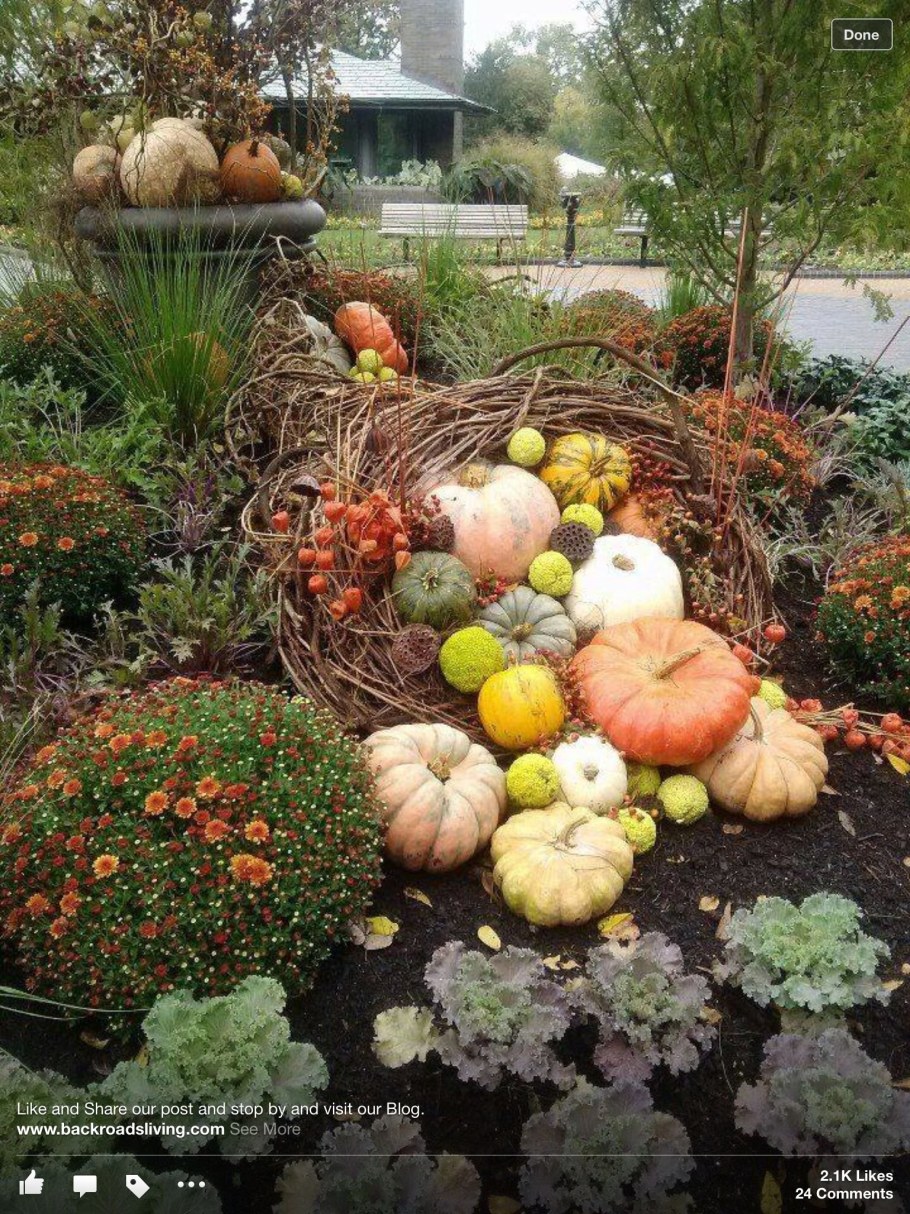 Декоративная тыква в саду