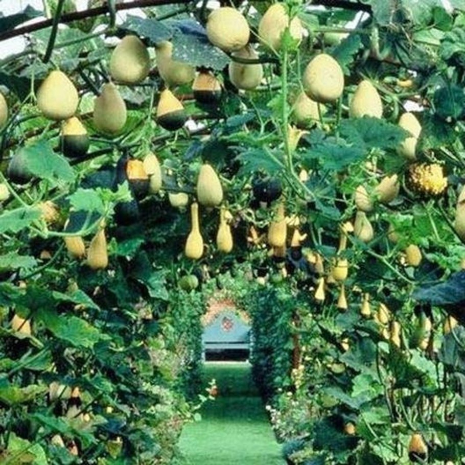 Декоративные груши вьюны