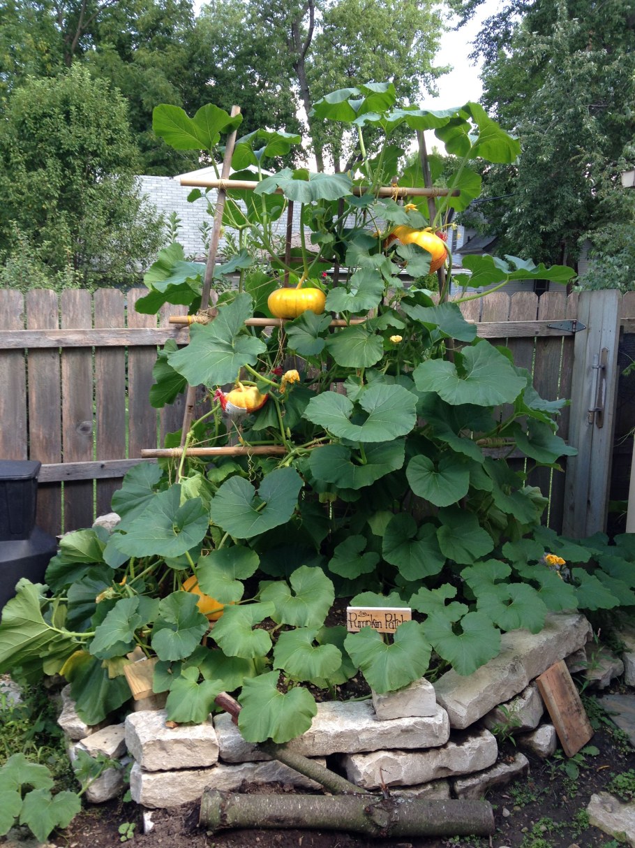 Тыква на грядке