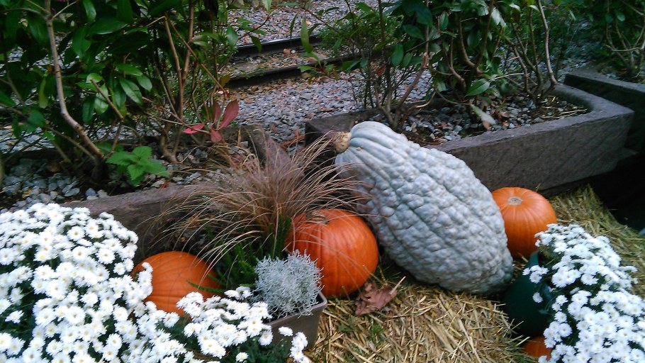 Клумба из овощей