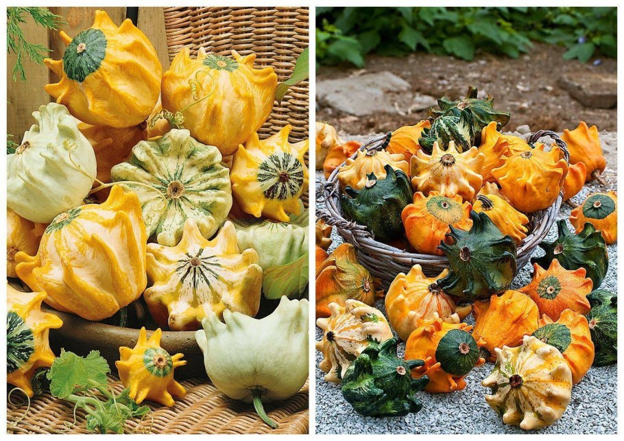 Тыква декоративная Хэллоуин однолетник