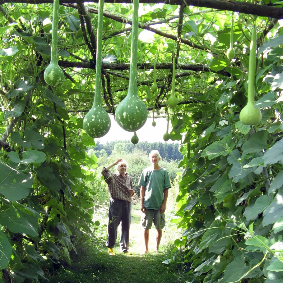 Рассада лагенарии