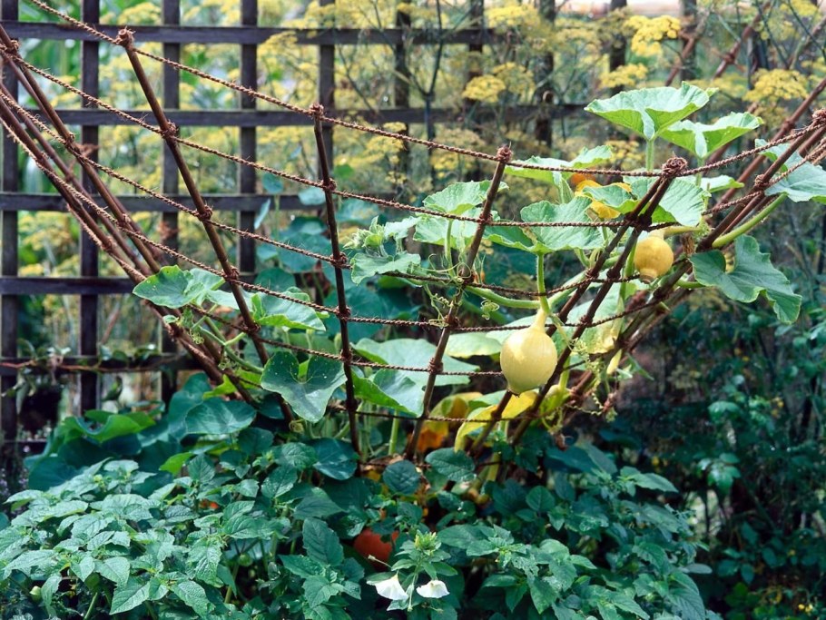 Тыква плетистая