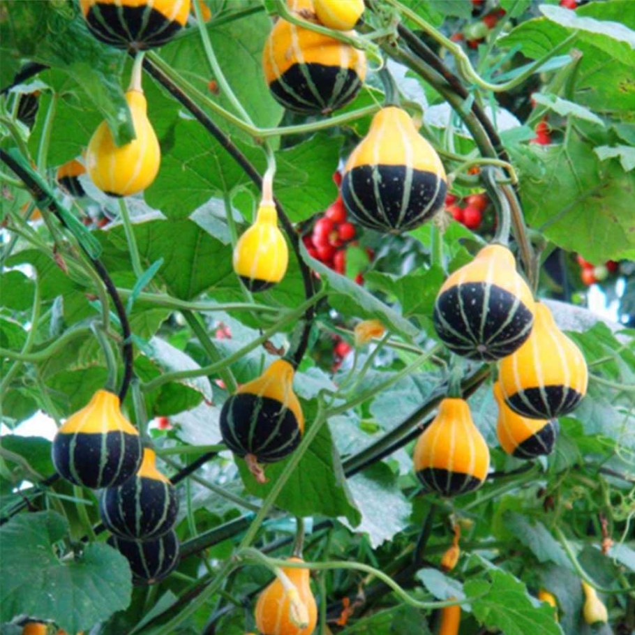 Тыква декоративная Шахрезада звезды