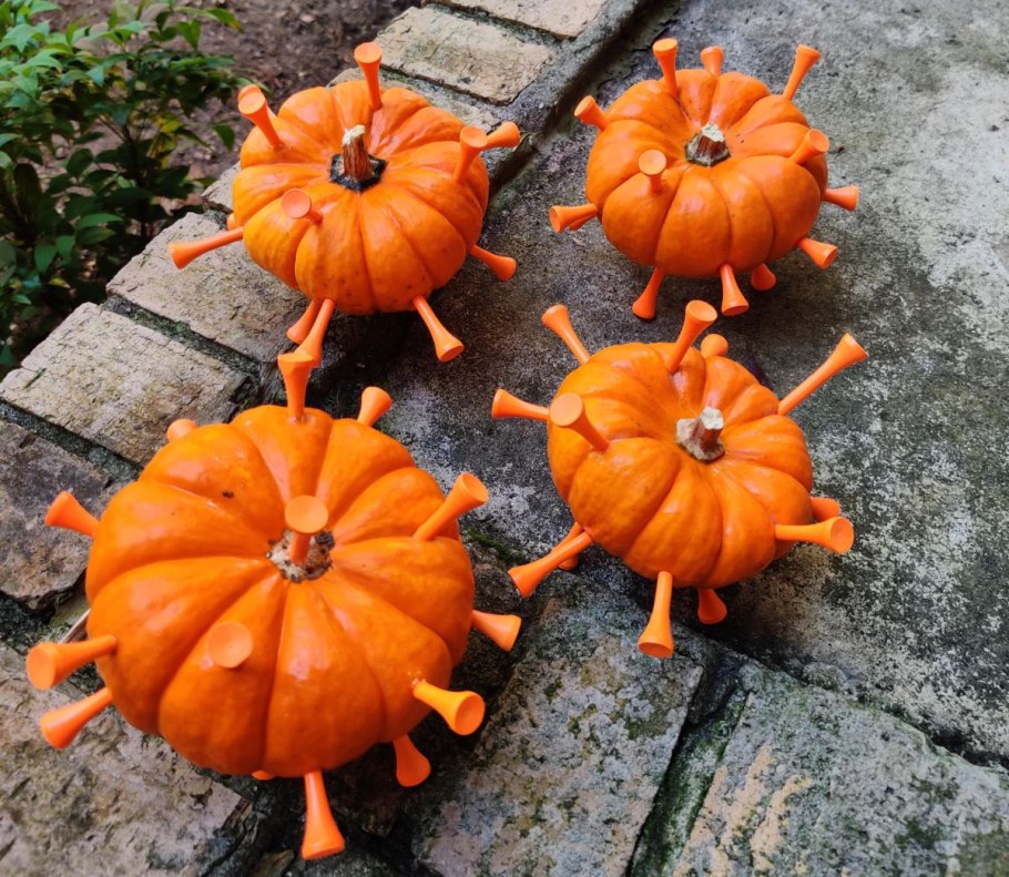 Тыква травянка