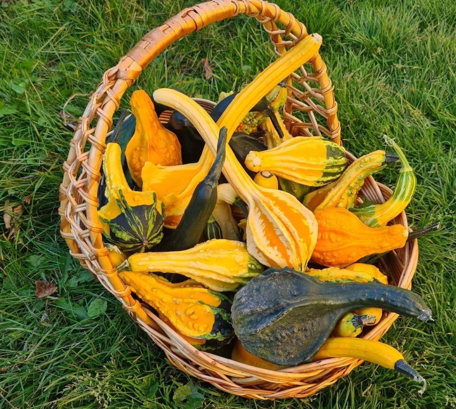 Крукнек Скрудж тыква