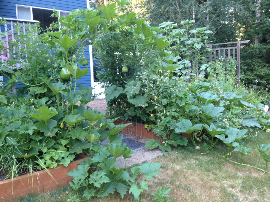 Декоративная тыква на даче