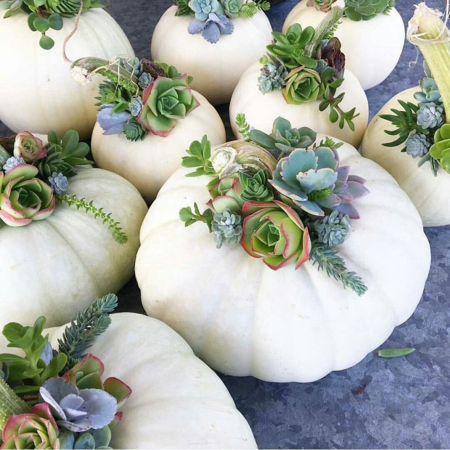 Декоративные тыквы съедобные