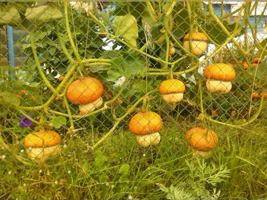 Тыква декоративная чалмовидная