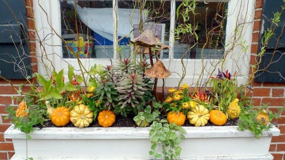 Тыква на подоконнике