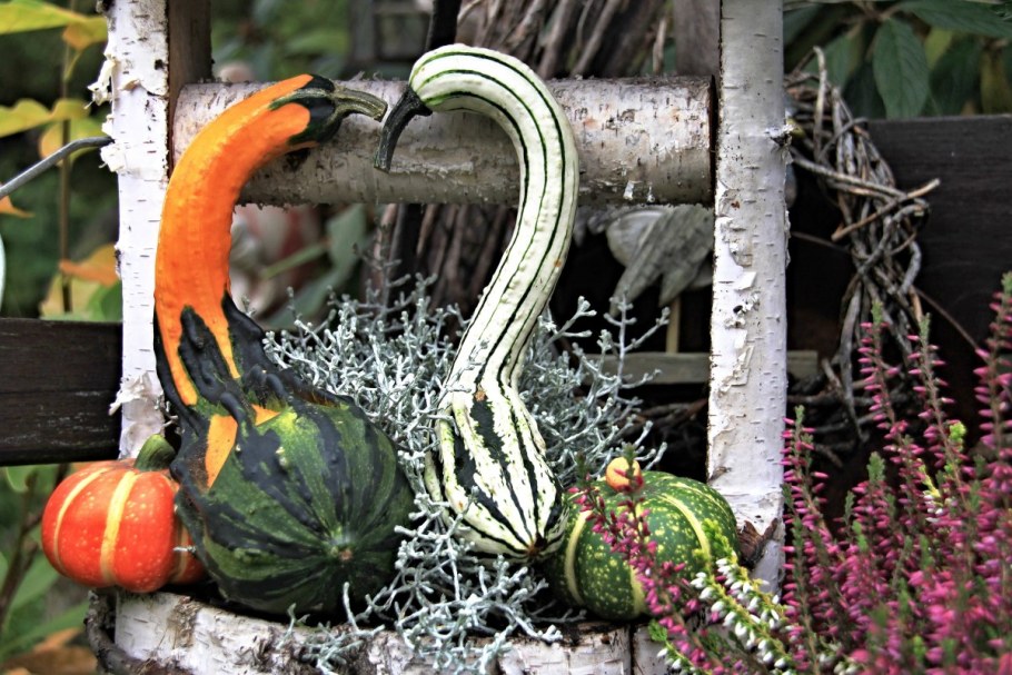 Бутылочная тыква лагенария