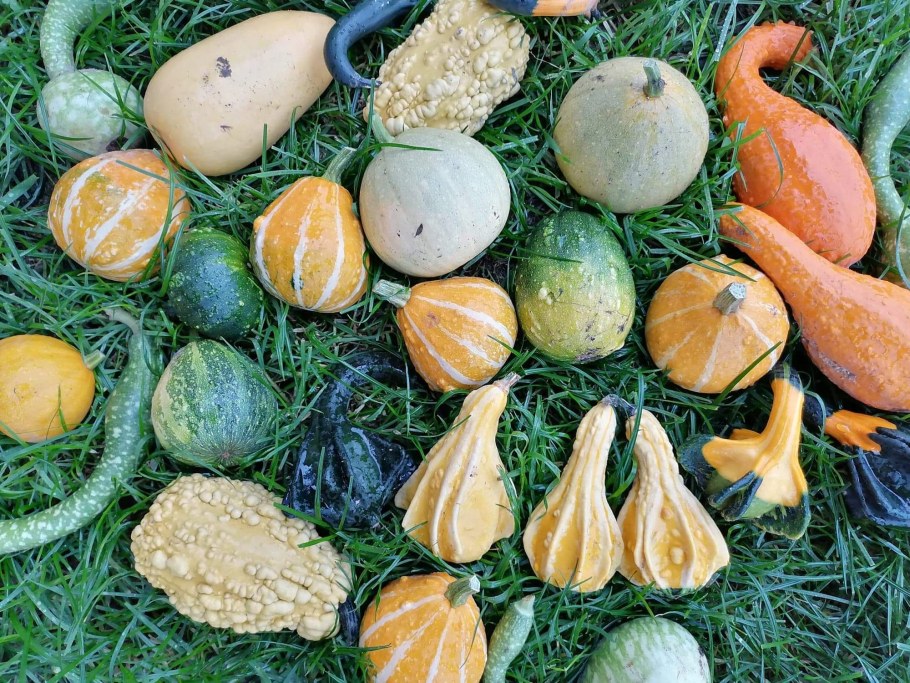 Тыква декоративная Бэмби