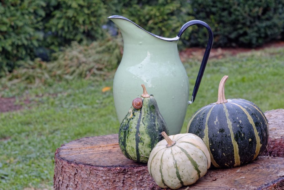 Тыква декоративная Шахрезада звезды