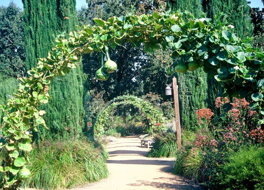 Декоративная тыква в саду