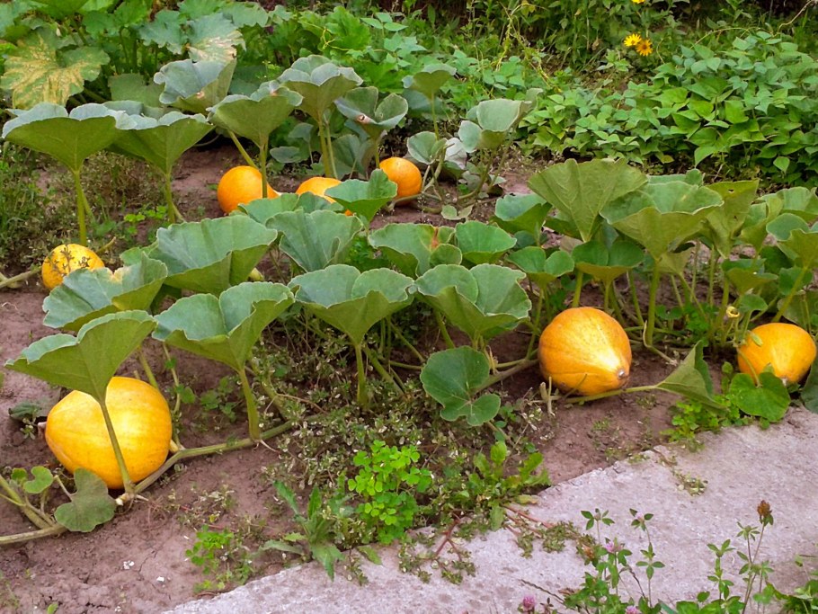 Тыква Кукурбита Пепо (из Северной Америки)