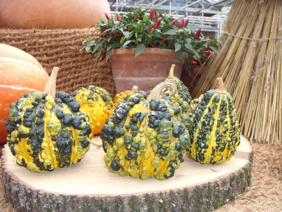 Бородавчатые тыквы сорта