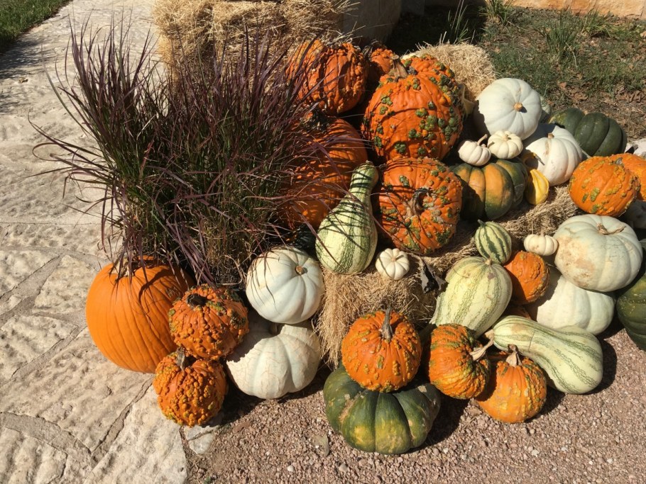 Тыква декоративная Хэллоуин однолетник