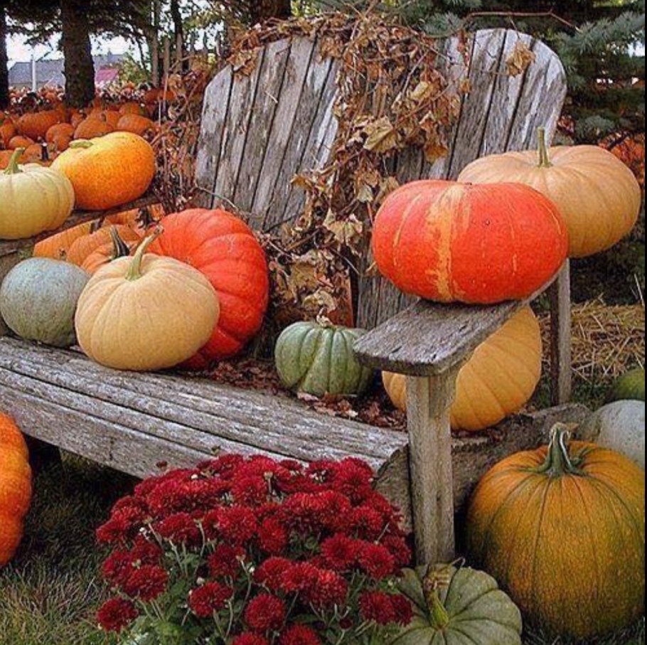 Дача. Урожай