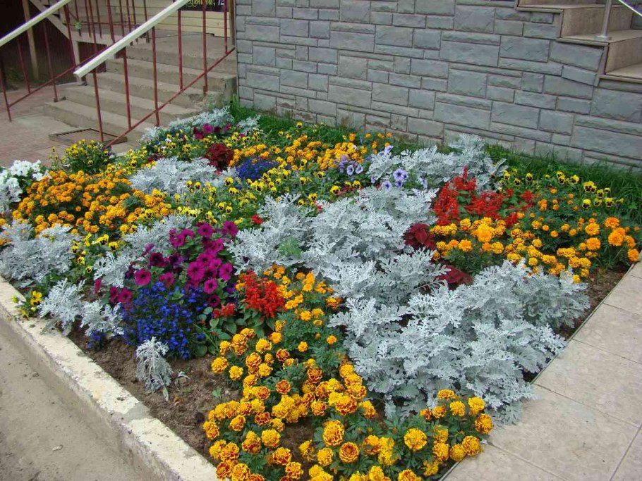 Бархатцы Сальвия цинерария алиссум