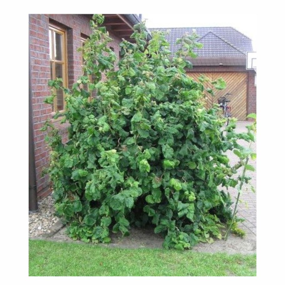 Лещина обыкновенная Конторта