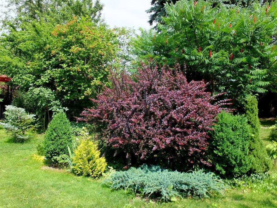 Барбарис оттавский кустарник