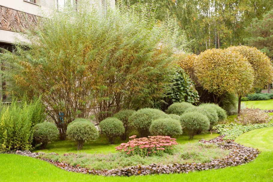 Ива шаровидная Нана