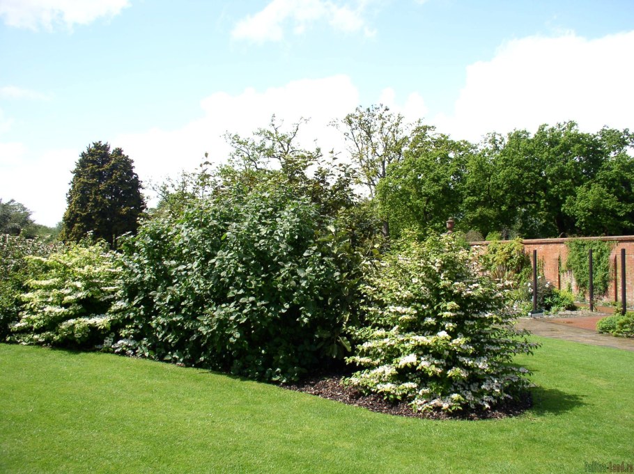 Бирючина снежноягодник