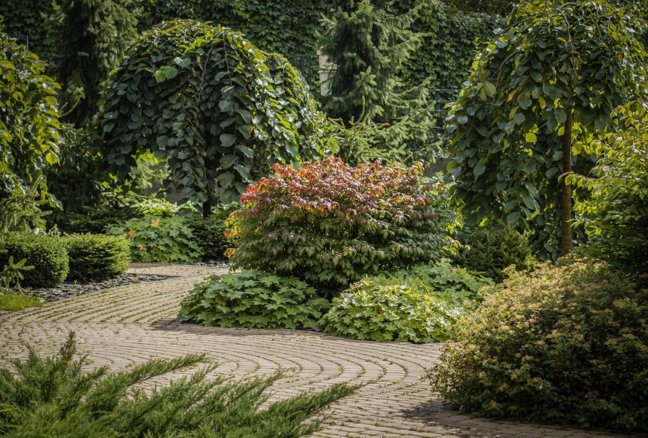 Лещина обыкновенная Пендула