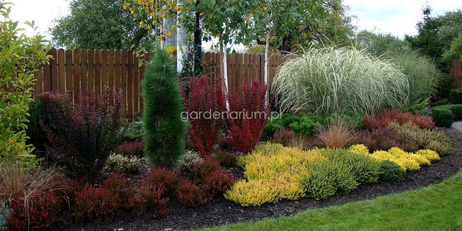 Барбарис Тунберга ландшафтнодизайне