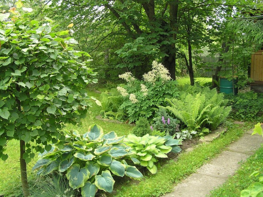 Папоротник роджерсия миксбордер