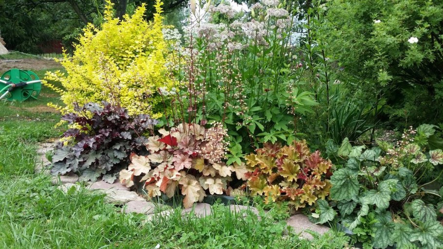 Бузульник роджерсио