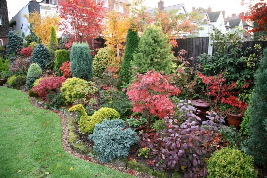 Барбарис Адмирейшн в ландшафтном