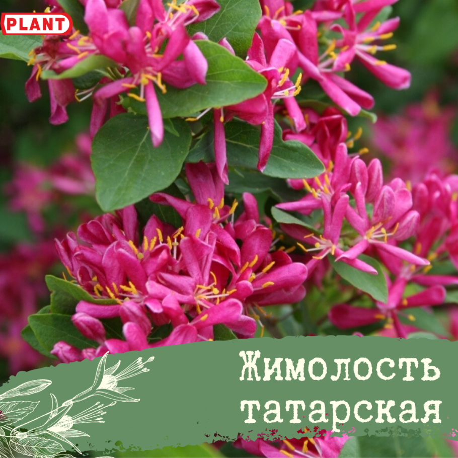 Жимолость Татарская Арнольд ред описание