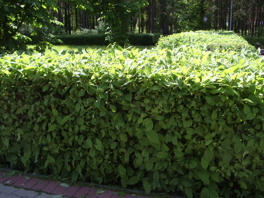 Жимолость Татарская изгородь