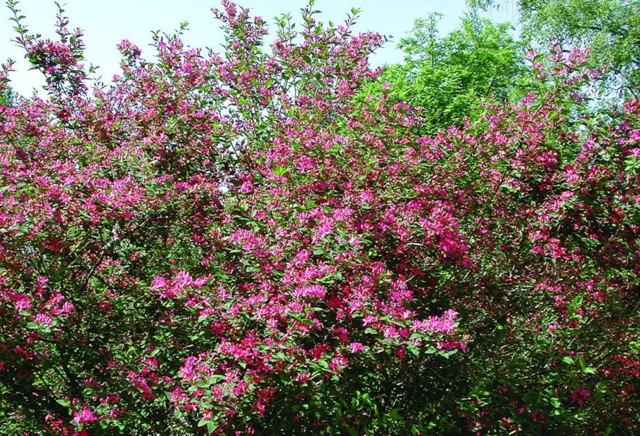 Lonicera tatarica жимолость Татарская