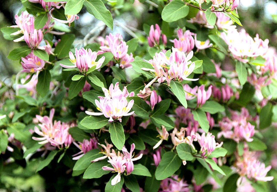 Lonicera tatarica жимолость Татарская