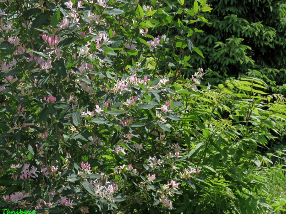 Жимолость Татарская Казанова