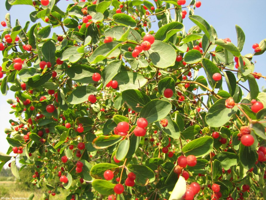 Жимолость tatarica куст