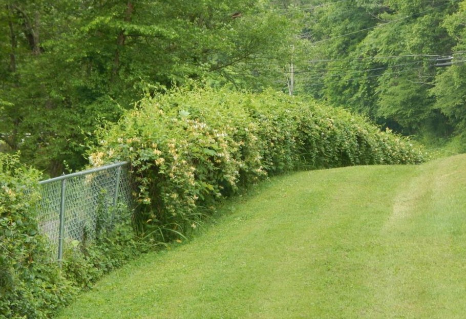 Жимолость каприфоль Живая изгородь