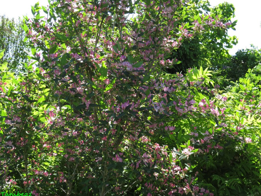 Жимолость Татарская Казанова