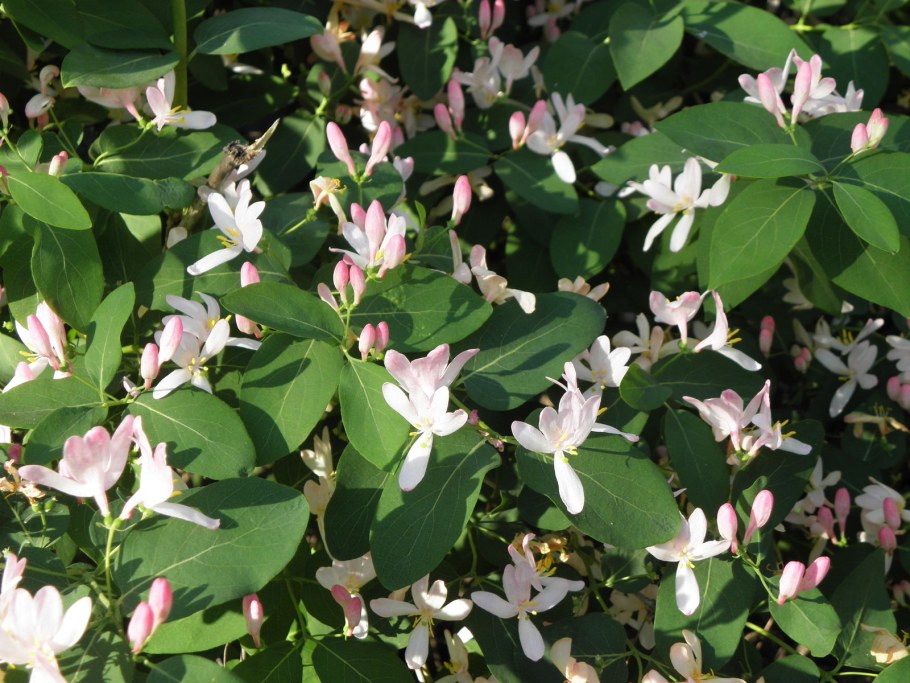 Lonicera tatarica l.