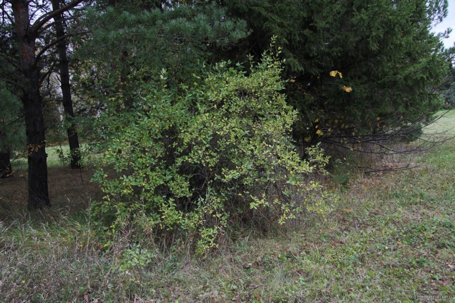 Жимолость Татарская крупномер купить