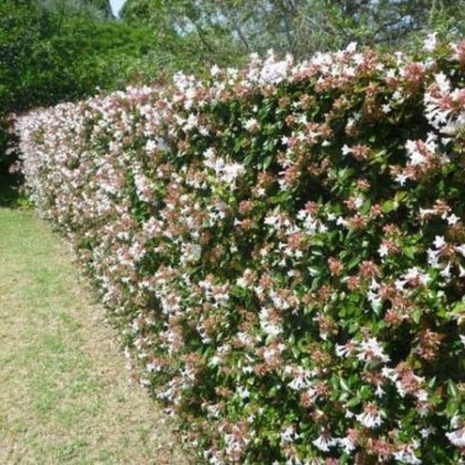Жимолость каприфоль вечнозеленая