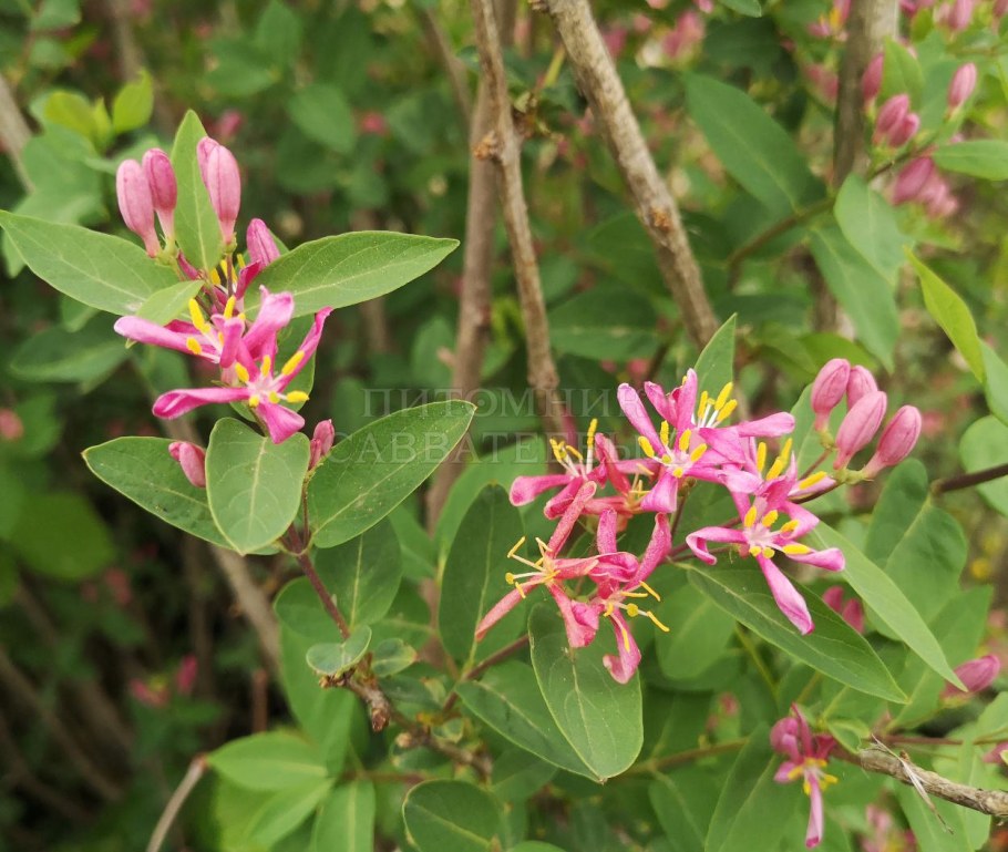 Жимолость Татарская "хак'с ред"