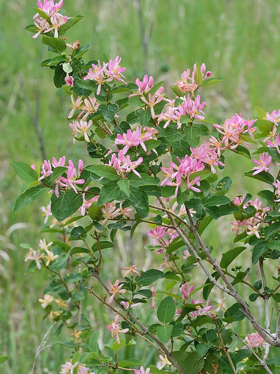 Жимолость Татарская зимой
