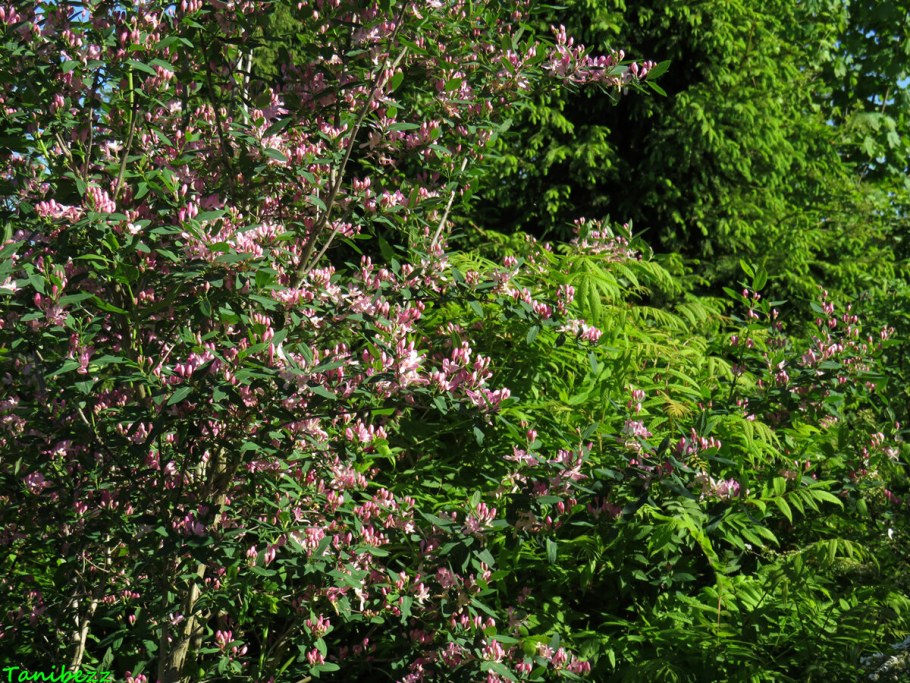 Жимолость Татарская кустарник