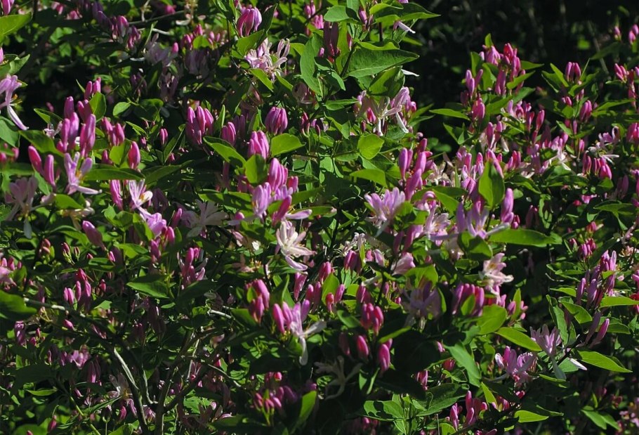 Жимолость Татарская grandiflora