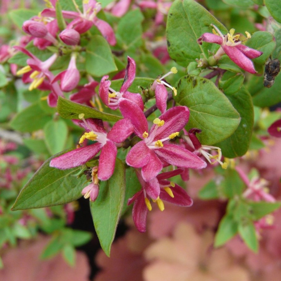 Lonicera tatarica жимолость Татарская
